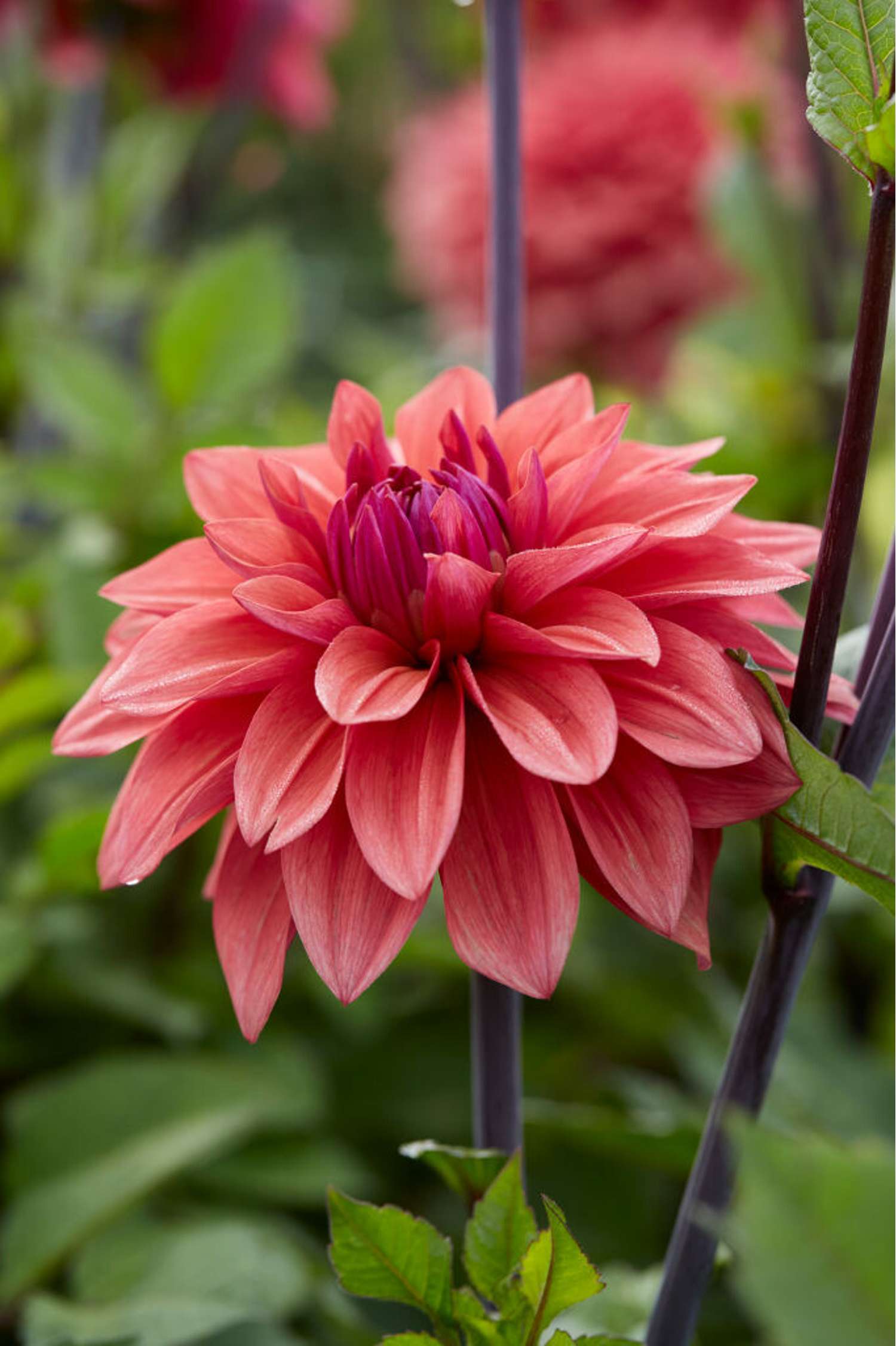 Dahlie ‘American Dawn’